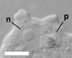 <i>Neoparamoeba</i> sp., detail showing nucleus (n) and parasome (p); scale bar = 5 μm. The semi-crystalline structure is the folded array of minicircle DNA in the kinetoplast (mitochondrion) of the parasome, a eukaryotic endosymbiont.
