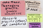 <i>Taenogera gracilis</i> Holotype label