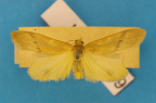 <i>Scoliacma nana</i> (Walker, 1854), male