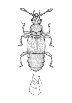 <I>Quotidiaplectus orbicularis </I>Chandler