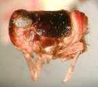 <i>Gelastissus albolineatus</i>, holotype male of <i>G. histrionicus</i>