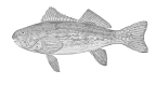 <I>Aplodactylus arctidens</I>