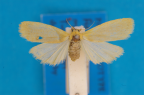 <i>Aedoea monochroa</i> (Butler, 1877), female syntype