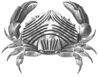 <em>Neoxanthops lineatus</em> [from A. Milne Edwards 1873]
