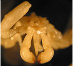 <I>Austropallene cornigera</I> from Antarctica (AMNH sample)