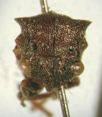 <i>Pogonotypellus australis</i> (Goding), adult, frontal view.