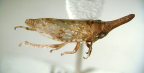 <I>Ledraprora compressa </I>Evans, adult female.