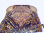 <i>Kirkaldybrachys euronotoides</i> Constant, face