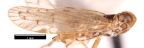 <i>Oliarus gracilis</i> Löcker, adult
