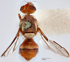 <i>Daculus decurtans</i> Holotype