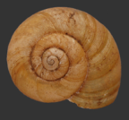 <em>Scagacola brigalow</em>, dorsal view.
Diameter of shell: 18 mm 