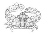 Daldorphiinae: <em>Daldorphia-horrida</em> [P. Davie 2002: 379]