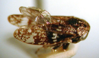 <i>Bakeriana procurrens</i> (Jacobi), type species of <i>Bakeriana</i> Evans.