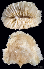 Calicular and lateral views of Flabellum lamellulosum