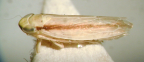 <I>Limotettix tachyporias </I>Kirkaldy, adult female.