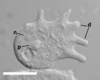 <i>Neoparamoeba</i> sp. showing dactylopodia (d), nucleus (n) and parasome (p); scale bar = 10 μm.