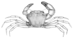 <em>Neopilumnoplax heterochir</em> [from Miers 1886: pl. 19 fig. 1]