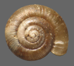 <em>Charopinesta goweri</em>, dorsal view.
Diameter of shell: 2.5 mm.
