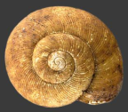 <em>Griffithsina subglobosa</em>, dorsal view.
Diameter of shell: 16.5 mm