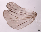 <i>Chlamydopteryx sidnicus</i> (Kirkaldy), hindwing.