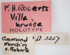 <i>Villa brunea</i> Holotype label