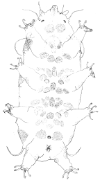 <i>Archechiniscus</i> sp. male, habitus