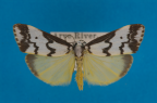 <i>Philenora undulosa</i> (Walker, 1858), male