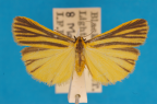 <i>Phaeophlebosia furcifera</i> (Walker, 1854), male