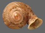 <em>Gyliotrachela australis</em>. Height of shell: 3.2mm