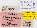 <i>Anabarhynchus flavus</i> Holotype label