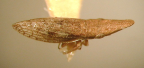 <I>Linacephalus foveolatus</I> Signoret, adult.