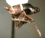 <i>Cleotyche mariae</i> Emeljanov, adult