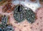 Habitus puparia of <I>Aleurocanthus valenciae</I>