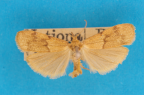 <i>Lambula transcripta</i> (T.P. Lucas, 1890), male