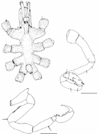 <I>Anoplodactylus glandulifer</I>, from Arango (2003)