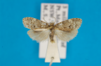 <i>Scaphidriotis xylogramma</i> Turner, 1899, male