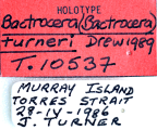 <i>Bactrocera (Bactrocera) turneri</i> Holotype label