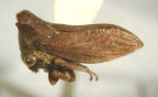 <i>Evansiana iasis</i> (Kirkaldy), type species of <i>Evansiana</i> McKamey.
