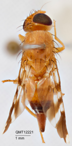 <i>Euphranta leichhardtiae</i> Holotype
