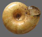 <em>Umbilidelos mcilwraith</em>, ventral view.