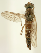 <I>Neodialineura litura</I>  Female