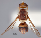 <i>Dacus (Bactrocera) absconditus</i> Holotype