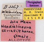 <i>Neodialineura striatithorax</i> Holotype label