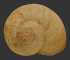 <em>Strangesta ramsayi</em>, dorsal view,
Diameter of shell: 39 mm