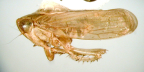 <i>Borditartessus latus</i> (Evans), type species of <i>Borditartessus</i> F. Evans.