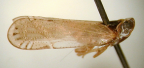 <I>Guttala bernhardtae</I> Löcker & Larivière, adult