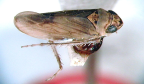 <I>Inghamia dayi </I>Evans, holotype female.