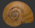 <em>Griffithsina brisbanica</em>, dorsal view.
Diameter of shell: 19.5 mm