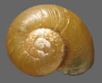 <em>Montidelos macquariensis</em>, dorsal view.
Diameter of shell: 9.5 mm. 