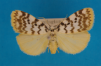 <i>Hectobrocha pentacyma</i> Meyrick, 1886, male